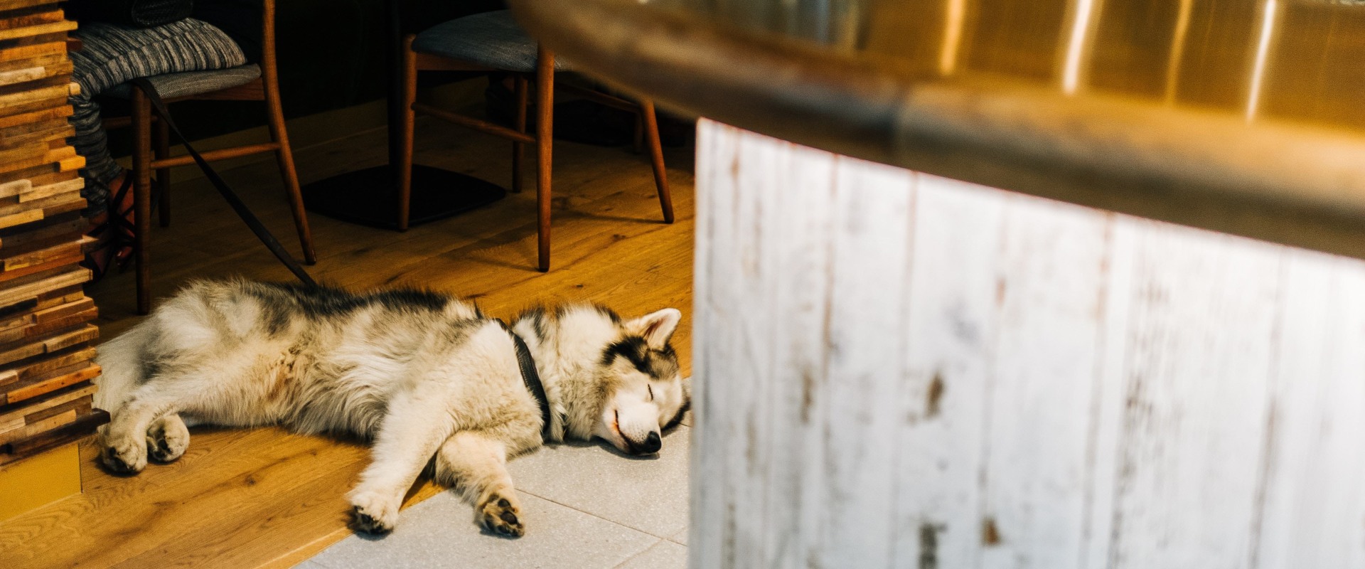 Dog-Friendly Pubs in Chicago, IL: A Guide for Pet Owners